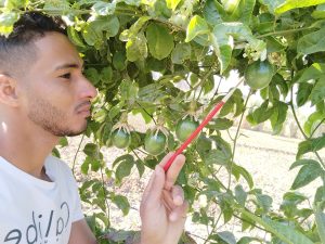 تساقط ازهار فاكهه الباشن فروت