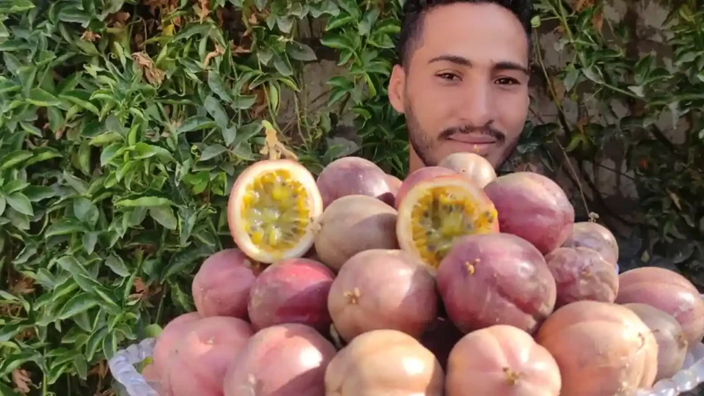 باشن فروت سكري هجين