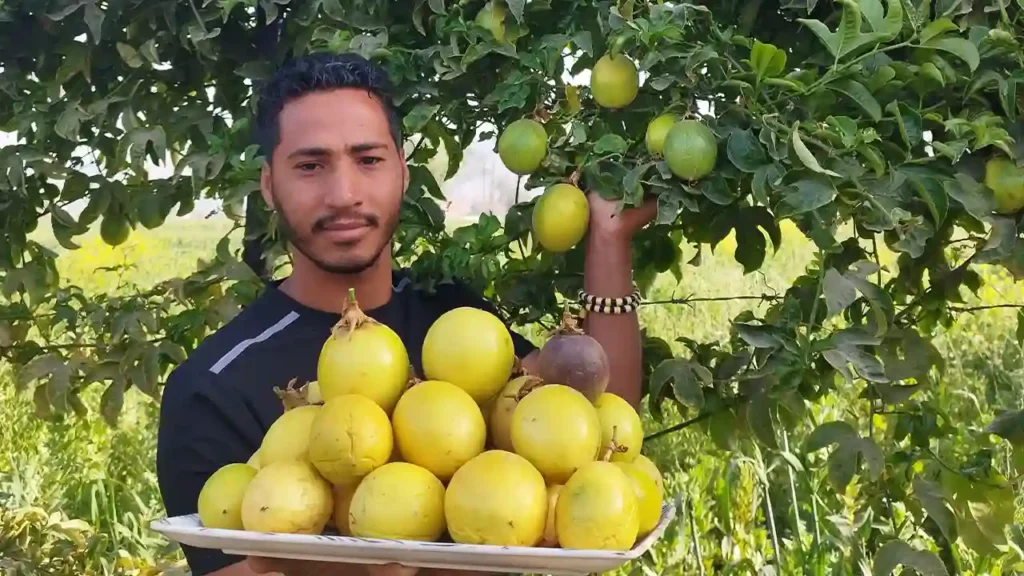 جولد يلو باشن فروت