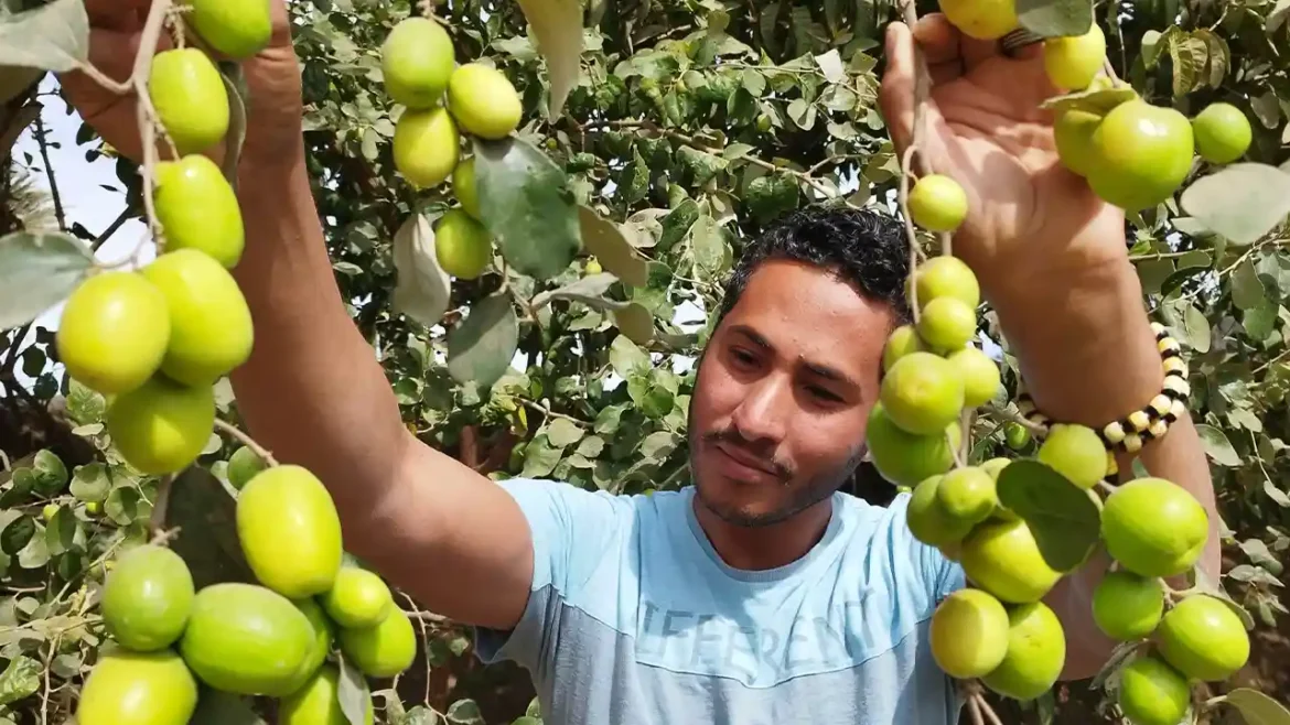 زراعة السدر بخطوات بسيطة