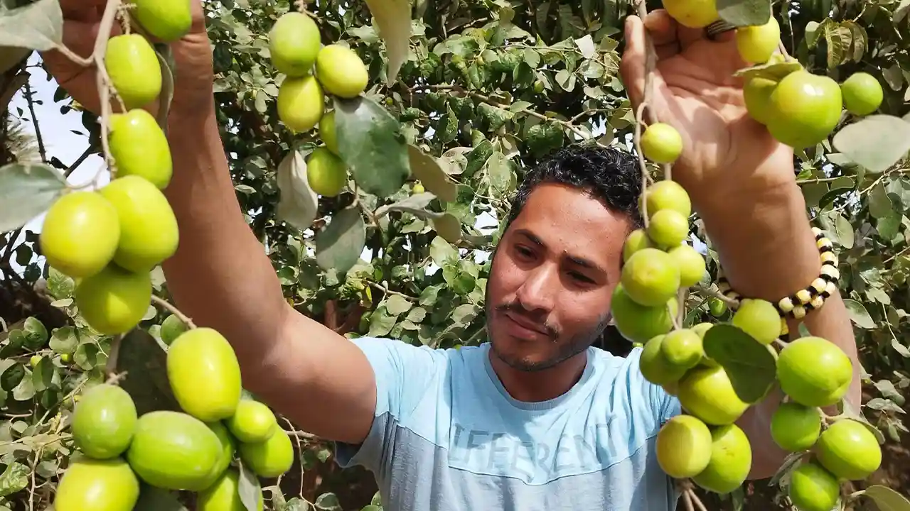 زراعة السدر بخطوات بسيطة