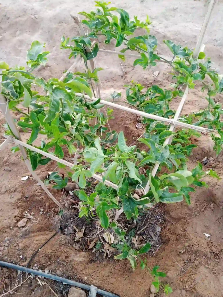نجاح زراعه الباشن فروت