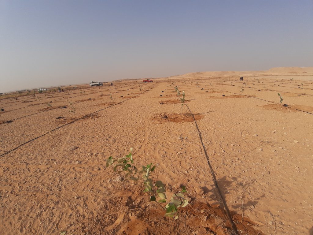 مواعيد زراعة السدر أو النبق